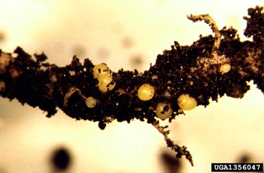 yellow potato cyst nematode, Globodera rostochiensis  (Tylenchida: Heteroderidae) - 1356047
