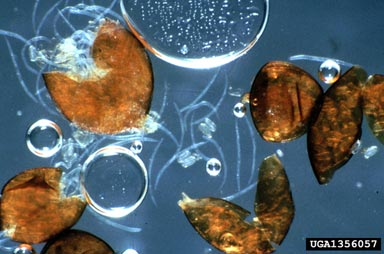 yellow potato cyst nematode, Globodera rostochiensis  (Tylenchida: Heteroderidae) - 1356057