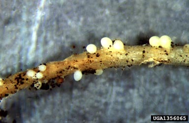 carrot cyst nematode, Heterodera carotae  (Tylenchida: Heteroderidae) - 1356065