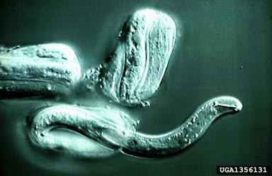 yellow potato cyst nematode, Globodera rostochiensis  (Tylenchida: Heteroderidae) - 1356131