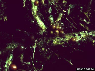yellow potato cyst nematode, Globodera rostochiensis  (Tylenchida: Heteroderidae) - 1356134