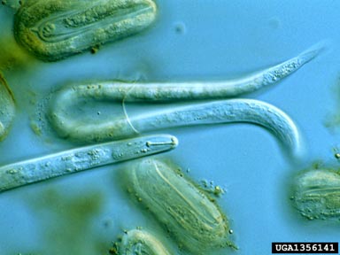 yellow potato cyst nematode, Globodera rostochiensis  (Tylenchida: Heteroderidae) - 1356141