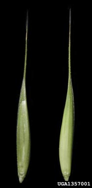 quackgrass, Elymus repens  (Cyperales: Poaceae) - 1357001