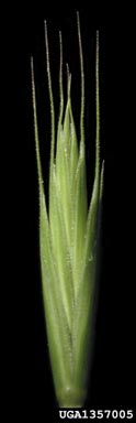 quackgrass, Elymus repens  (Cyperales: Poaceae) - 1357005