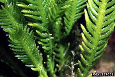 Mediterranean clone of caulerpa, Caulerpa taxifolia  (Caulerpales : Caulerpaceae) - 1357008
