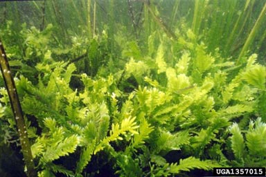 Mediterranean clone of caulerpa, Caulerpa taxifolia  (Caulerpales : Caulerpaceae) - 1357015