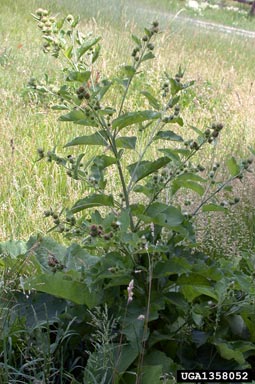 common burdock, Arctium minus  (Asterales: Asteraceae) - 1358052