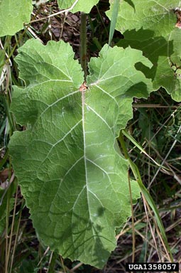 common burdock, Arctium minus  (Asterales: Asteraceae) - 1358057