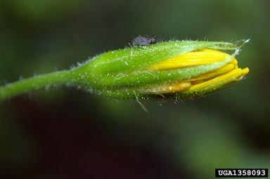 broadleaf arnica, Arnica latifolia  (Asterales: Asteraceae) - 1358093