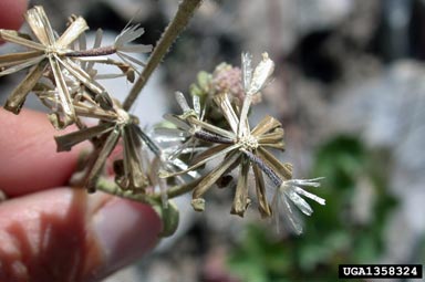 Douglas' dustymaiden, Chaenactis douglasii  (Asterales: Asteraceae) - 1358324