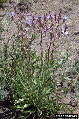 blue lettuce, Lactuca tatarica var. pulchella (Asterales: Asteraceae) - 1358342