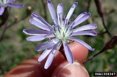 blue lettuce, Lactuca tatarica var. pulchella (Asterales: Asteraceae) - 1358347