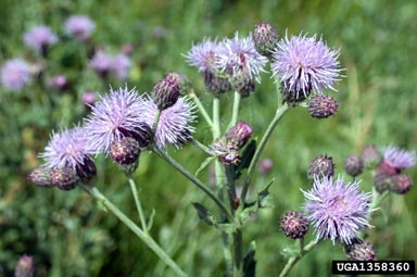 Canada thistle, Cirsium arvense  (Asterales: Asteraceae) - 1358360