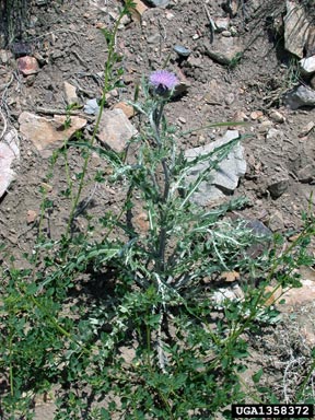 yellowspine thistle, Cirsium ochrocentrum  (Asterales: Asteraceae) - 1358372