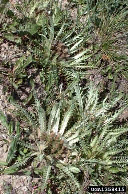 stemless thistle, Cirsium tioganum  (Asterales: Asteraceae) - 1358415
