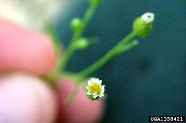 horseweed, Conyza canadensis  (Asterales: Asteraceae) - 1358421