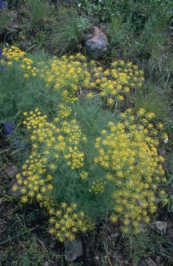 Gray's biscuitroot, Lomatium grayi  (Apiales: Apiaceae) - 1359083