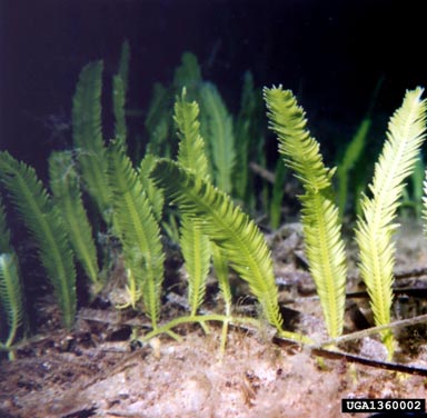 Mediterranean clone of caulerpa, Caulerpa taxifolia  (Caulerpales : Caulerpaceae) - 1360002