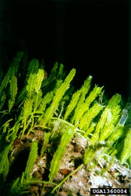 Mediterranean clone of caulerpa, Caulerpa taxifolia  (Caulerpales : Caulerpaceae) - 1360004