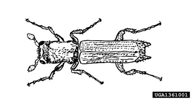 ambrosia beetle, Myoplatypus flavicornis  (Coleoptera: Curculionidae) - 1361001