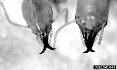 eastern subterranean termite, Reticulitermes flavipes  (Isoptera: Rhinotermitidae) - 1361045