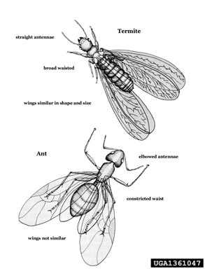 termites,    (Isoptera: ) - 1361047