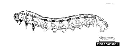 Hetrick's sawfly, Neodiprion hetricki  (Hymenoptera: Diprionidae) - 1361081