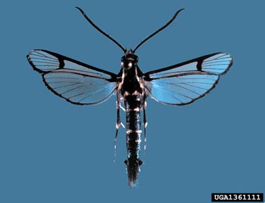 peachtree borer, Synanthedon exitiosa  (Lepidoptera: Sesiidae) - 1361111