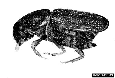 smaller European elm bark beetle, Scolytus multistriatus  (Coleoptera: Curculionidae) - 1361147