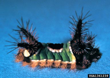 saddleback caterpillar, Acharia stimulea  (Lepidoptera: Limacodidae) - 1361239