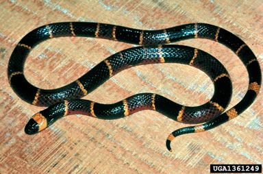 eastern coral snake, Micrurus fulvius fulvius (Squamata: Elapidae) - 1361249