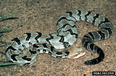 timber rattlesnake, Crotalus horridus  (Squamata: Viperidae) - 1361250