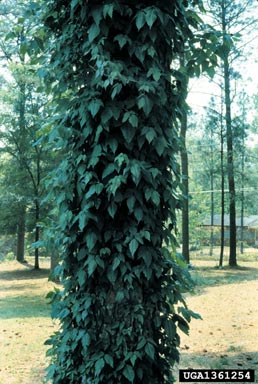 eastern poison-ivy, Toxicodendron radicans  (Sapindales: Anacardiaceae) - 1361254