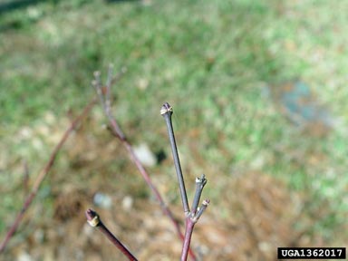 Japanese maple, Acer palmatum  (Sapindales: Aceraceae) - 1362017