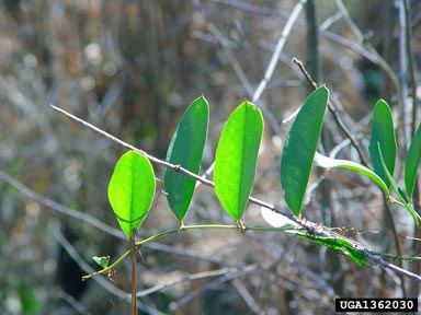 bamboovine, Smilax laurifolia  (Liliales: Smilacaceae) - 1362030