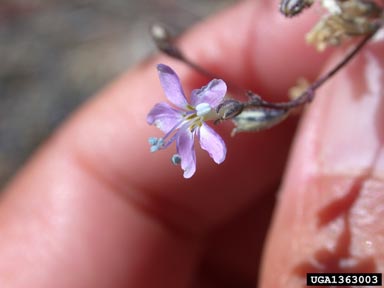sticky gilia, Gilia pinnatifida  (Solanales: Polemoniaceae) - 1363003