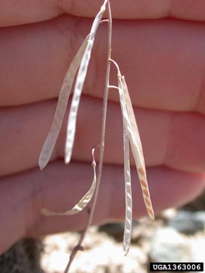 nodding rockcress, Arabis demissa  (Capparales: Brassicaceae) - 1363006