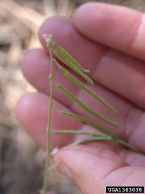 desert rockcress, Arabis lignifera  (Capparales: Brassicaceae) - 1363038