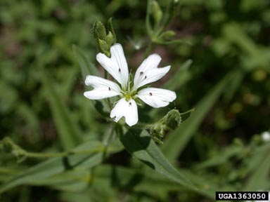 spreading sandwort, Arenaria lanuginosa  (Caryophyllales: Caryophyllaceae) - 1363050
