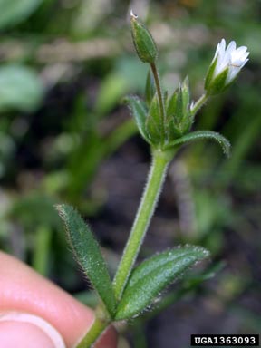 common mouse-ear chickweed, Cerastium fontanum  (Caryophyllales: Caryophyllaceae) - 1363093
