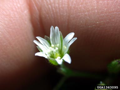 common mouse-ear chickweed, Cerastium fontanum  (Caryophyllales: Caryophyllaceae) - 1363095