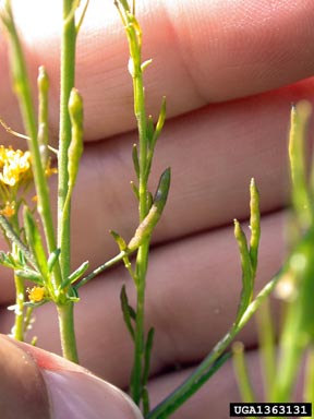 mountain tansymustard, Descurainia incana  (Capparales: Brassicaceae) - 1363131