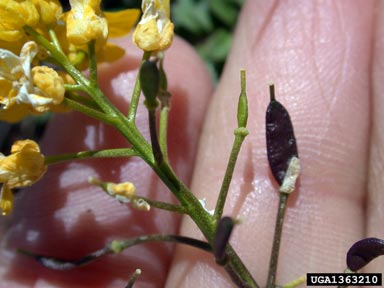 showy draba, Draba spectabilis  (Capparales: Brassicaceae) - 1363210