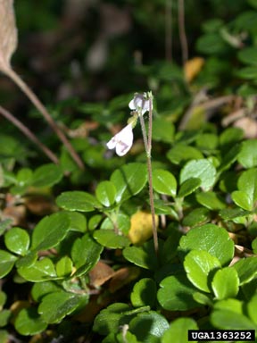 twinflower, Linnaea borealis  (Dipsacales: Caprifoliaceae) - 1363252