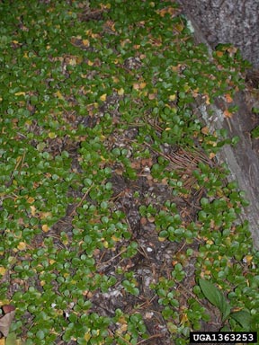 twinflower, Linnaea borealis  (Dipsacales: Caprifoliaceae) - 1363253