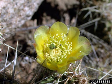 plains pricklypear, Opuntia polyacantha  (Caryophyllales: Cactaceae) - 1363285