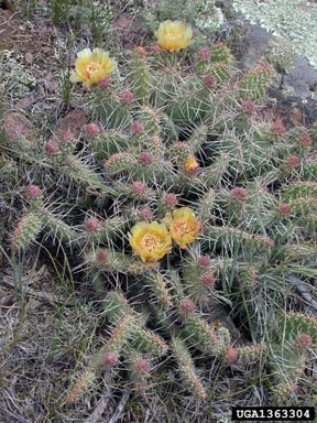 plains pricklypear, Opuntia polyacantha  (Caryophyllales: Cactaceae) - 1363304