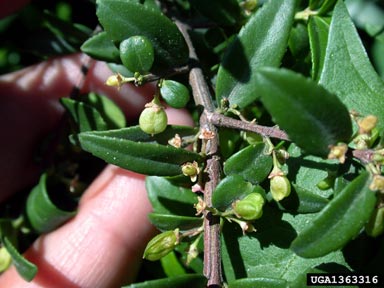 Oregon boxleaf, Paxistima myrsinites  (Celastrales: Celastraceae) - 1363316