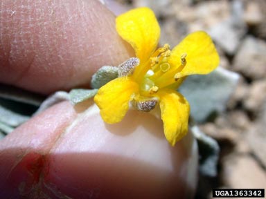 Avery Peak twinpod, Physaria alpina  (Capparales: Brassicaceae) - 1363342