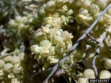 Rollins' twinpod, Physaria rollinsii  (Capparales: Brassicaceae) - 1363357